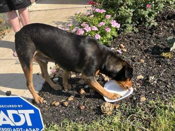 Rescue Rottweiler and Mixed Breed Dogs for Adoption in Conroe, Texas - A419365 | PetCurious