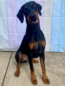 Doberman Pinscher Dogs Available for Adoption - Vader | PetCurious