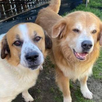 Rescue Mixed Breed Dogs for Adoption in Tunica, Mississippi - Teardrop & Hammer Bonded Brothers | PetCurious