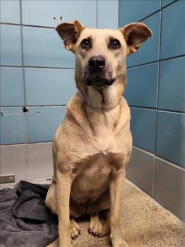 Catahoula Leopard Dog and Mixed Breed Dogs Available for Adoption - PEACE | PetCurious