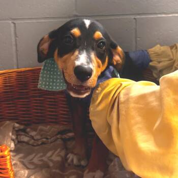Butterfly -  Coonhound Dog for Adoption in Belleville, Illinois - Butterfly | PetCurious