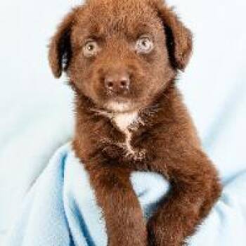 Brownie -  Chihuahua and Mixed Breed Dog for Adoption in Minneapolis, Minnesota - Brownie | PetCurious