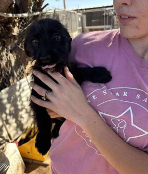 Rescue Terrier and Chihuahua Dogs for Adoption in Uxbridge, Massachusetts - Joaquin | PetCurious