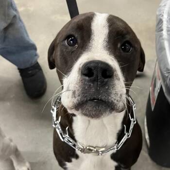 Terrier Dogs Available for Adoption - Beo | PetCurious