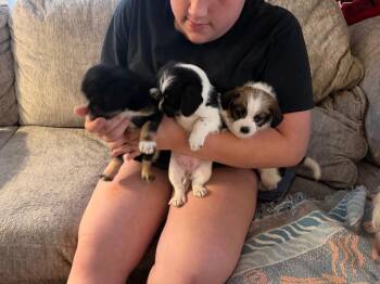 Lucky (small breed puppy)3 -  Shih Tzu and Chihuahua Dog for Adoption in Mustang, Oklahoma - Lucky (small Breed Puppy)3 | PetCurious