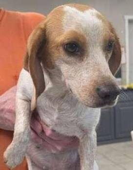 Nelly -  Beagle Dog for Adoption in Sudbury, Massachusetts - Nelly | PetCurious