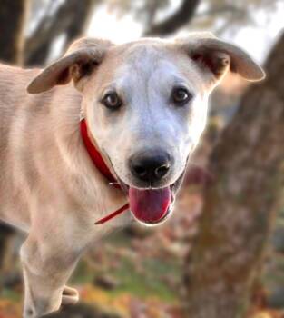 Shaggy -  Husky Dog for Adoption in Kingman, Arizona - Shaggy | PetCurious