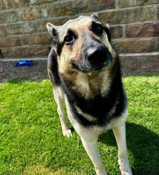 Stewart -  German Shepherd Dog Dog for Adoption in Little Elm, Texas - Stewart | PetCurious