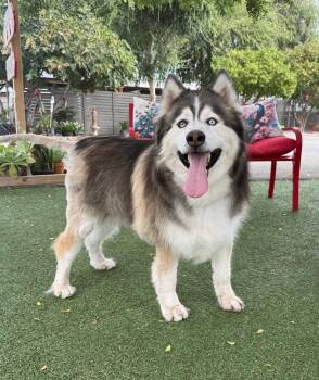 Cooper -  Husky Dog for Adoption in Temecula, California - Cooper | PetCurious