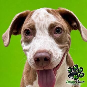 Tucker -  Catahoula Leopard Dog Dog for Adoption in Oswego, South Carolina - Tucker | PetCurious