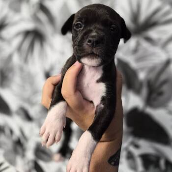 Basset Hound Dogs Available for Adoption in Wahiawa, Hawaii - Diamond | PetCurious