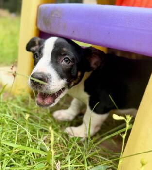 DOMINO -  Dachshund and Pit Bull Terrier Dog for Adoption in Fosters, Alabama - DOMINO | PetCurious