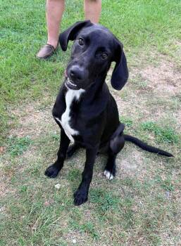 Flash -  Labrador Retriever Dog for Adoption in Clearwater, Florida - Flash | PetCurious