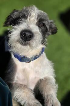 Dobbs -  Jack Russell Terrier Dog for Adoption in Anderson, South Carolina - Dobbs | PetCurious