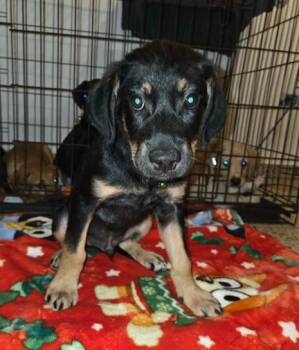 Labrador Retriever Dogs Available for Adoption in Huntington, New York - Rocky | PetCurious