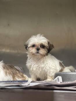 Shih Tzu Dogs Available for Adoption in Northlake, Illinois - Rosie  | PetCurious