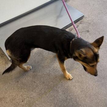 Mixed Breed Dogs Available for Adoption in Las Cruces, New Mexico - 106497 | PetCurious