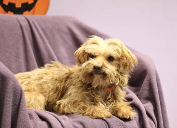 Ottie in NH. Come Meet our Adoptable Dogs Wednesday-Saturday. Mo -  Yorkshire Terrier Dog for Adoption in Manchester, New Hampshire - Ottie In NH. Come Meet Our Adoptable Dogs Wednesday-Saturday. Mo | PetCurious