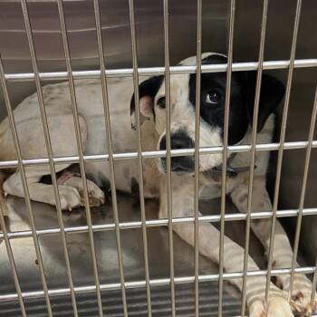 Pinta -  Mixed Breed Dog Available for Adoption in Abilene, Texas - Pinta | PetCurious