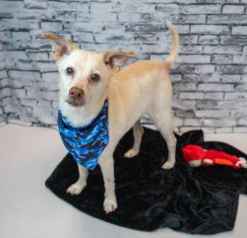 Rescue Labrador Retriever and Shepherd Dogs for Adoption in Kennesaw, Georgia - Greyson | PetCurious