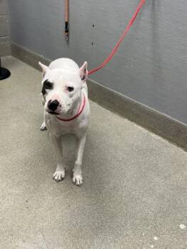 Rescue Pit Bull Terrier Dogs for Adoption in Las Vegas, Nevada - LAGRIMA | PetCurious