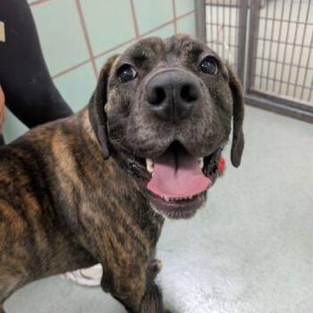 Shorty -  Plott Hound and Mixed Breed Dog for Adoption in Richmond, Virginia - Shorty | PetCurious