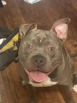 Rescue American Staffordshire Terrier Dogs for Adoption in San Antonio, Texas - ZION | PetCurious