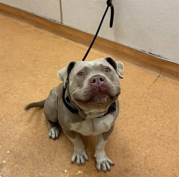 MUGSY -  Pit Bull Terrier Dog for Adoption in Martinez, California - MUGSY | PetCurious