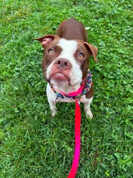 Megan -  American Bulldog and American Staffordshire Terrier Dog for Adoption in Saugus, Massachusetts - Megan | PetCurious