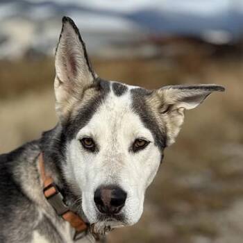 Rescue Alaskan Malamute Dogs for Adoption in Hamilton, Montana - Rip | PetCurious