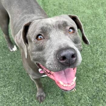 Shelia E -  Mixed Breed Dog for Adoption in Memphis, Tennessee - Shelia E | PetCurious