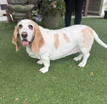 Basset Hound Dogs Available for Adoption in Temecula, California - Oakley | PetCurious