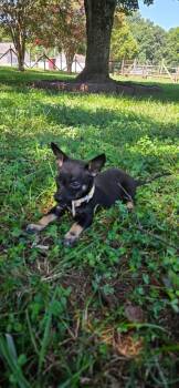 Poppy -  Chihuahua Dog for Adoption in Kannapolis, North Carolina - Poppy | PetCurious