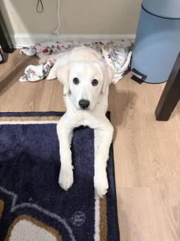 Baja Blast (Lily) -  Labrador Retriever and Great Pyrenees Dog for Adoption in Statesboro, Georgia - Baja Blast (Lily) | PetCurious