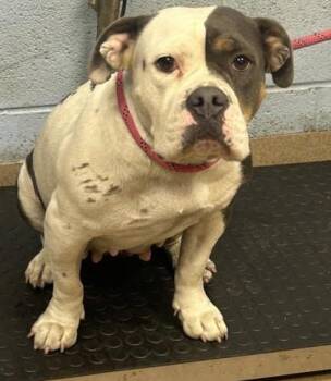 Malia -  Mixed Breed Dog for Adoption in Chamblee, Georgia - Malia | PetCurious