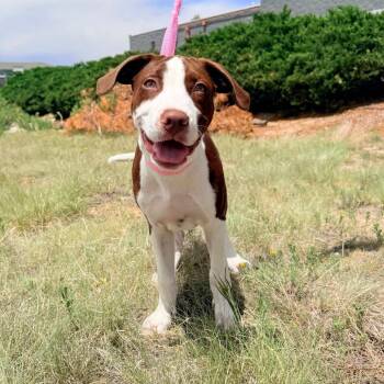 740 (2026) Busby -  Mixed Breed Dog for Adoption in Parker, Colorado - 740 (2026) Busby | PetCurious