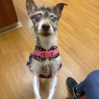 Wire Fox Terrier Dogs Available for Adoption in Foster, Rhode Island - Chloe | PetCurious