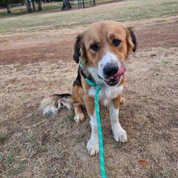 Wilbur -  Saint Bernard and Mixed Breed Dog for Adoption in Wadena, Minnesota - Wilbur | PetCurious