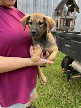 Rescue Cairn Terrier and Terrier Dogs for Adoption in Conroe, Texas - Wynonna (Amy