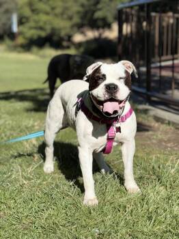 Rescue American Bulldog Dogs for Adoption in Lakeside, California - Leena | PetCurious