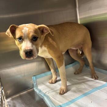 Carrie -  Mixed Breed Dog for Adoption in Pauls Valley, Oklahoma - Carrie | PetCurious