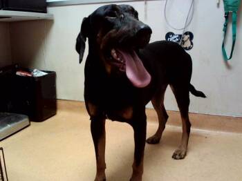 NEVADA -  Doberman Pinscher and Mixed Breed Dog for Adoption in Martinez, California - NEVADA | PetCurious