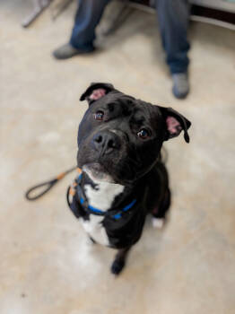 Rescue Mixed Breed Dogs for Adoption in Fallston, Maryland - Lightyear | PetCurious