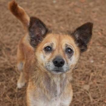 Chihuahua Dogs Available for Adoption in Aiken, South Carolina - Andromeda 62608 | PetCurious