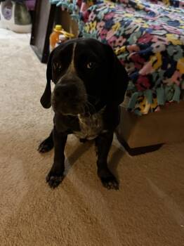 Labrador Retriever and Boxer Dogs Available for Adoption in Herndon, Virginia - Astro- Loves Cats! | PetCurious
