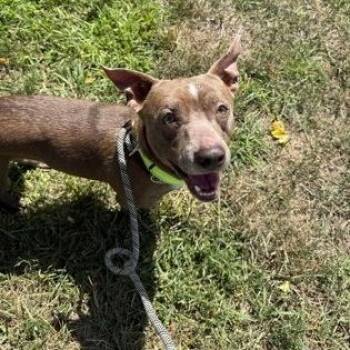 Derek -  Mixed Breed Dog for Adoption in Worcester, Massachusetts - Derek | PetCurious