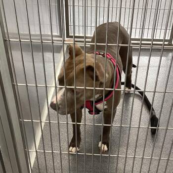 Bri -  Terrier Dog for Adoption in Montgomery, Alabama - Bri | PetCurious