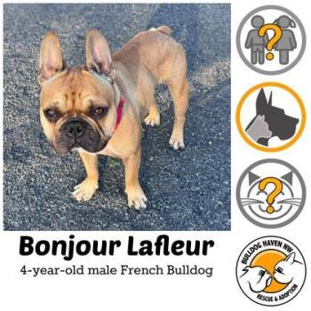 BONJOUR LAFLEUR -  French Bulldog Dog for Adoption in Bonney Lake, Washington - BONJOUR LAFLEUR | PetCurious