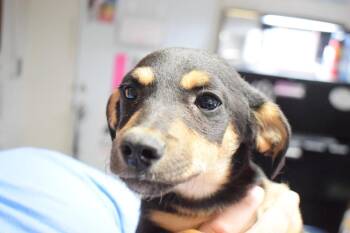 Chihuahua Dogs Available for Adoption in Pahrump, Nevada - Tonka (Hailey P2) | PetCurious