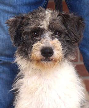 Banjo -  Poodle and Portuguese Water Dog Dog for Adoption in Carrollton, Texas - Banjo | PetCurious